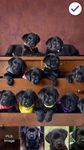 Cute Black Labrador Puppies Screen Lock image 1