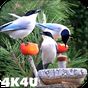 4K Garden Birds Video Live Wallpaper APK