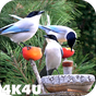 Biểu tượng apk 4K Garden Birds Video Live Wallpaper