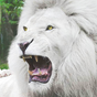White Lion Wallpaper HD apk icon