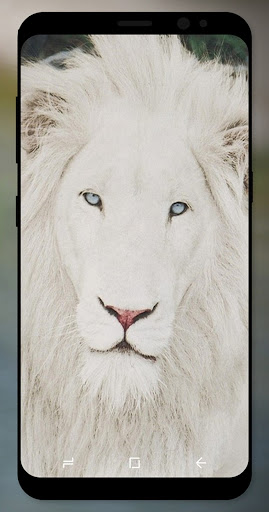 White Lion Wallpaper HD APK - Free download app for Android