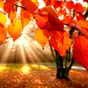 Herbst Hintergrundbilder