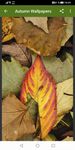 Herbst Hintergrundbilder Screenshot APK 1