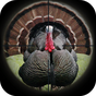 Turkey Hunting Calls 