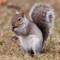 Squirrels Jigsaw Puzzles