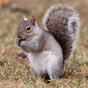 Squirrels Jigsaw Puzzles icon