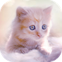 귀여운 새끼 고양이들 라이브 벽지의 apk 아이콘