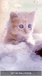 귀여운 새끼 고양이들 라이브 벽지 이미지 2