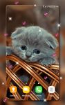 귀여운 새끼 고양이들 라이브 벽지 이미지 1