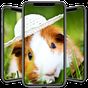 Hamster Wallpapers의 apk 아이콘