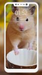 Hamster Wallpapers 이미지 