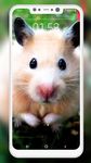 Hamster Wallpapers 이미지 5