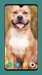 Pitbull Dog Wallpaper screenshot APK 5