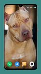 Pitbull Dog Wallpaper screenshot APK 4