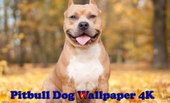 Скриншот 15 APK-версии Pitbull Dog Wallpaper