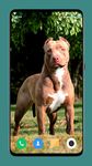 Pitbull Dog Wallpaper screenshot APK 13