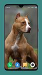 Pitbull Dog Wallpaper screenshot APK 12