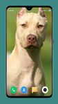 Pitbull Dog Wallpaper screenshot APK 10