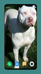 Pitbull Dog Wallpaper screenshot APK 7