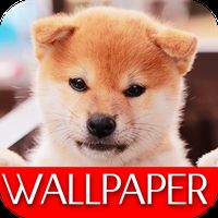 Androidの かわいい犬の待受け画面オシャレ壁紙きせかえアプリ無料 アプリ かわいい犬の待受け画面オシャレ壁紙きせかえアプリ無料 を無料 ダウンロード