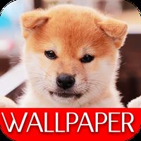 子犬のスマホ壁紙 検索結果 1 画像数6651枚 壁紙 Com