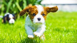 Androidの かわいい犬の待受け画面オシャレ壁紙きせかえアプリ無料 アプリ かわいい犬の待受け画面オシャレ壁紙きせかえアプリ無料 を無料 ダウンロード