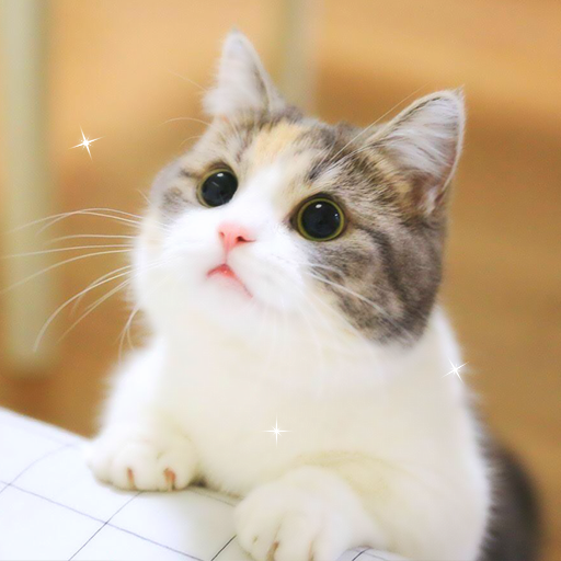 Cute Cat HD Wallpapers 2.2 Android - Tải