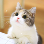 Cute Cat HD Wallpapers의 apk 아이콘