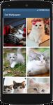 Immagine 8 di Cute Cat HD Wallpapers