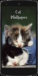 Immagine 5 di Cute Cat HD Wallpapers