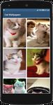 Immagine 4 di Cute Cat HD Wallpapers