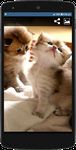 Immagine 3 di Cute Cat HD Wallpapers