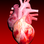 Système circulatoire en 3D (anatomie)