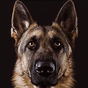 APK-иконка German Shepherd Wallpaper