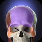 Ícone do Anatomyka - 3D human anatomy