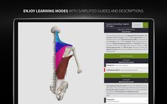 Скриншот 11 APK-версии Anatomyka - 3D human anatomy