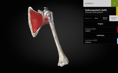 Скриншот 7 APK-версии Anatomyka - 3D human anatomy