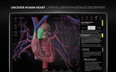 Скриншот 5 APK-версии Anatomyka - 3D human anatomy