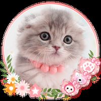 Chat Mignon De Chat Theme Fond D Ecrans Hd Animes Apk Telecharger App Gratuit Pour Android