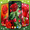 3D Red Roses Parallax Live Wallpapers 