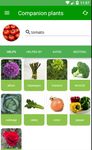 Imagem  do Plantassoc - companion planting