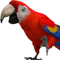 Icoană Vorbind cu papagal 2