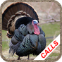Turkey hunting calls: Hunting sounds Mating calls. apk icon