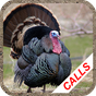 Turkey hunting calls: Hunting sounds Mating calls. APK