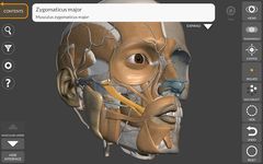 Скриншот 15 APK-версии 3D Анатомия для художников