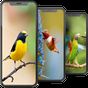Icône apk Bird Wallpapers HD