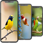 Bird Wallpapers HD apk icon