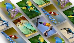 Bird Wallpapers HD image 3