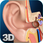 APK-иконка My Ear Anatomy