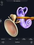 My Ear Anatomy image 2